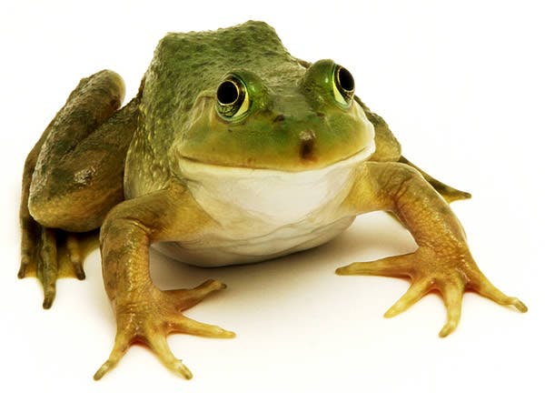Closeup photo of frog
