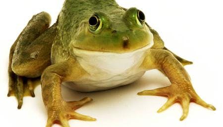 Closeup photo of frog